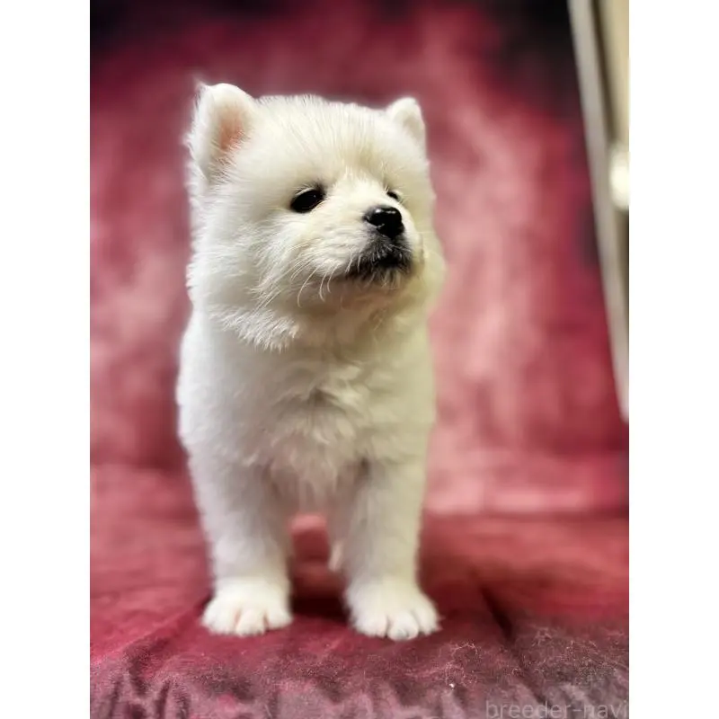 販売中の埼玉県のサモエド-456336の3枚目