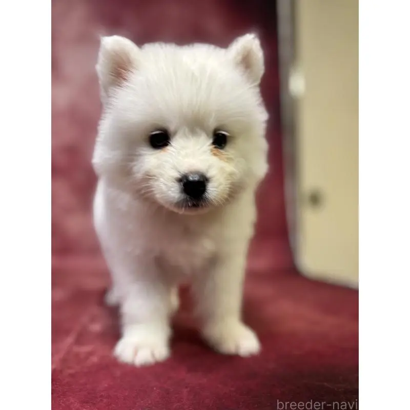 販売中の埼玉県のサモエド-456336の2枚目