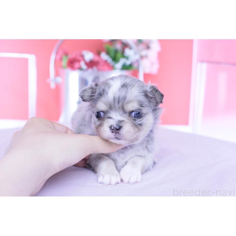 販売中の愛知県のチワワ(ロングコート)-456337の8枚目