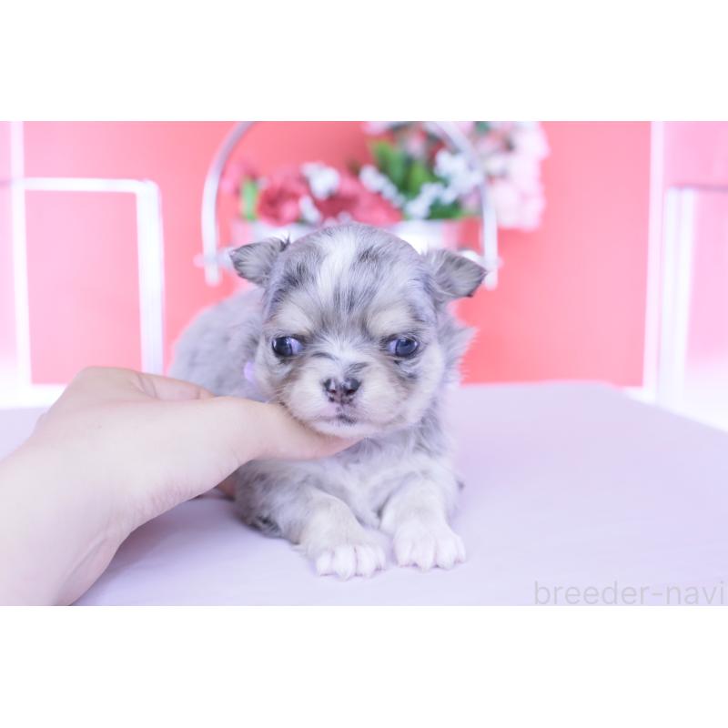 販売中の愛知県のチワワ(ロングコート)-456337の7枚目