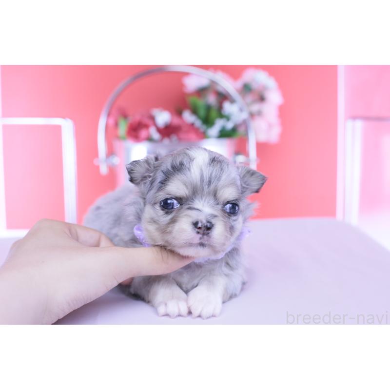 販売中の愛知県のチワワ(ロングコート)-456337の4枚目