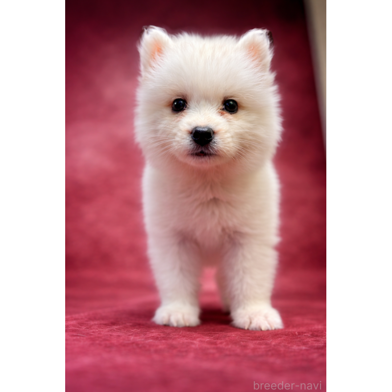 販売中の埼玉県のサモエド-456338の11枚目