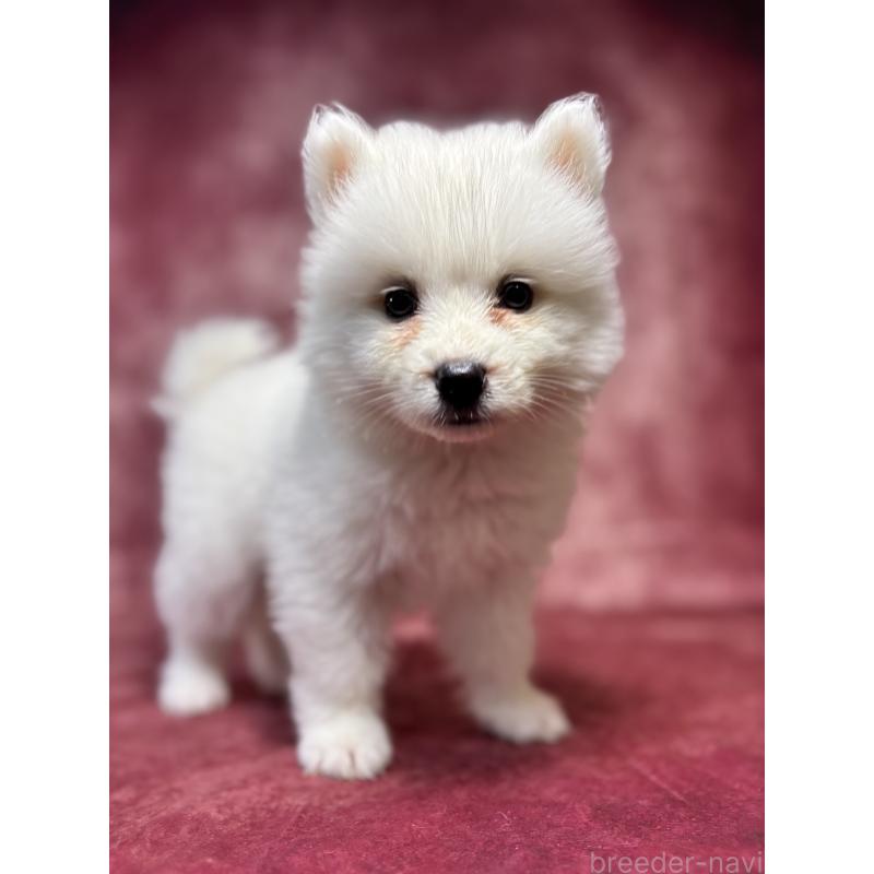 販売中の埼玉県のサモエド-456338の10枚目