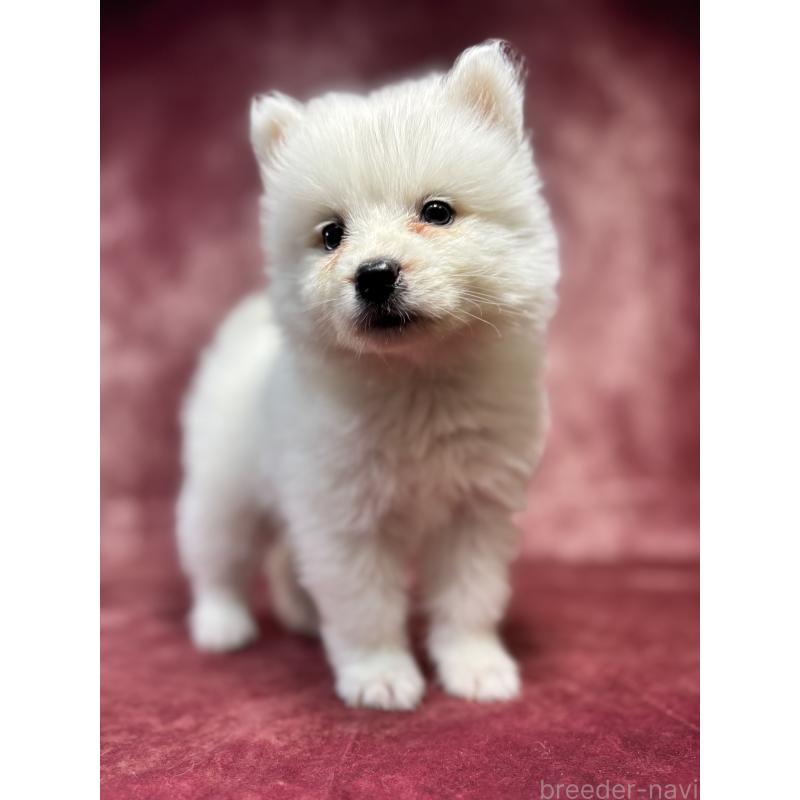 販売中の埼玉県のサモエド-456338の9枚目