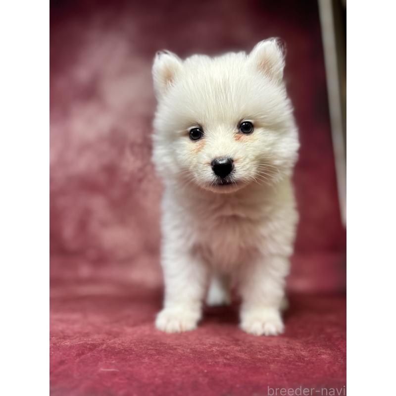 販売中の埼玉県のサモエド-456338の8枚目