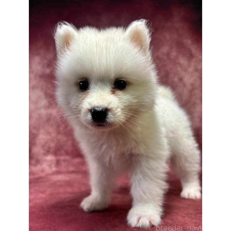 販売中の埼玉県のサモエド-456338の7枚目