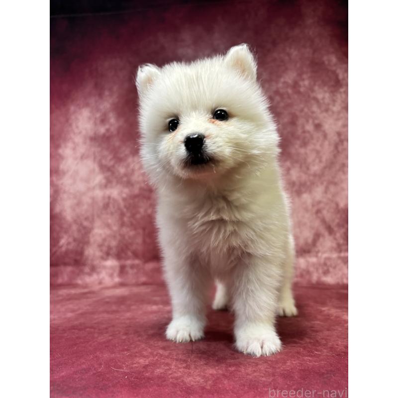 販売中の埼玉県のサモエド-456338の6枚目