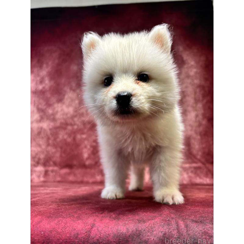 販売中の埼玉県のサモエド-456338の4枚目