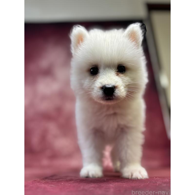 販売中の埼玉県のサモエド-456338の3枚目