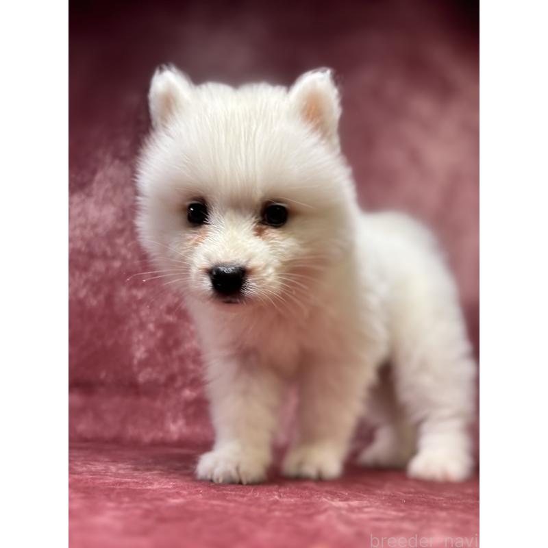 販売中の埼玉県のサモエド-456338の2枚目