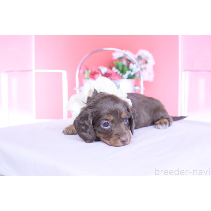 販売中の愛知県のカニンヘンダックスフンド(ロングヘアード)-456339の9枚目