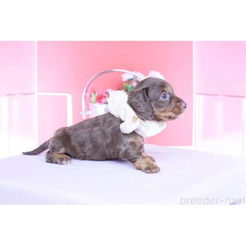 販売中の愛知県のカニンヘンダックスフンド(ロングヘアード)-456339の8枚目