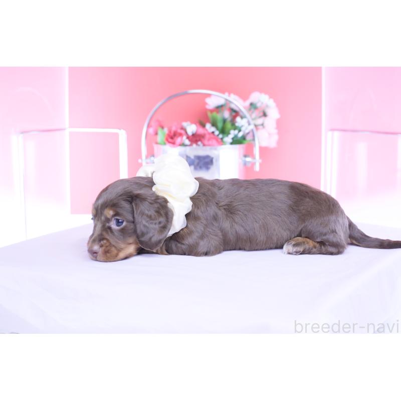 販売中の愛知県のカニンヘンダックスフンド(ロングヘアード)-456339の5枚目