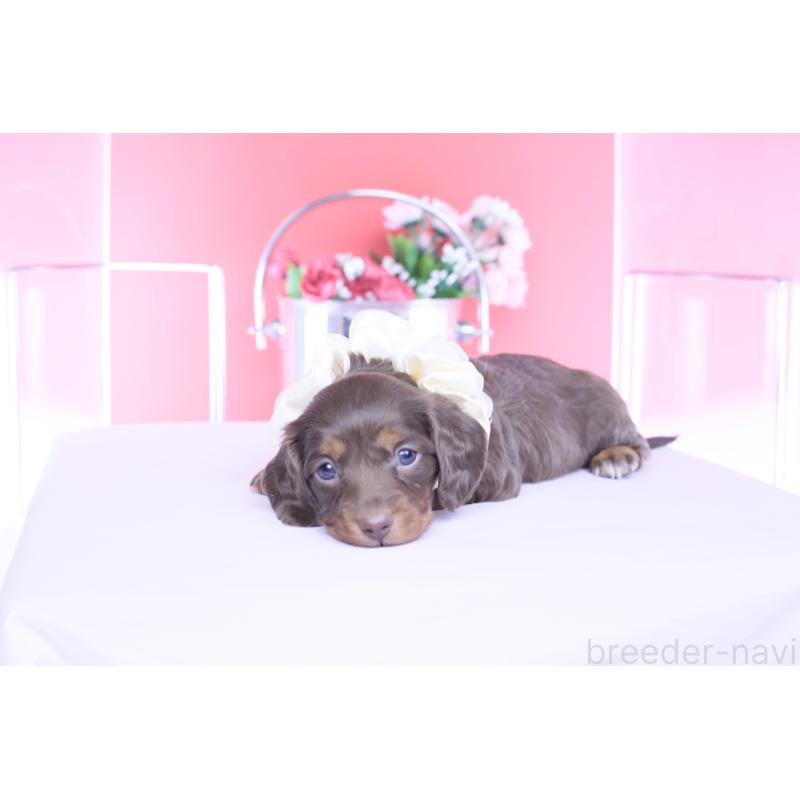 販売中の愛知県のカニンヘンダックスフンド(ロングヘアード)-456339の4枚目