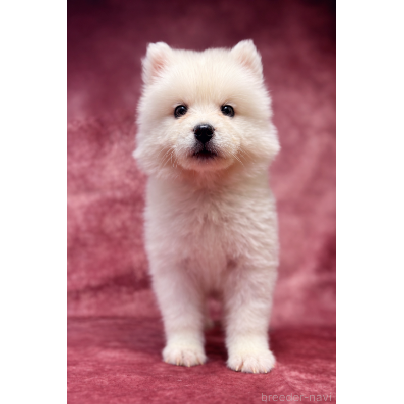 販売中の埼玉県のサモエド-456340の13枚目