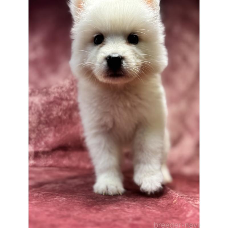 販売中の埼玉県のサモエド-456340の12枚目