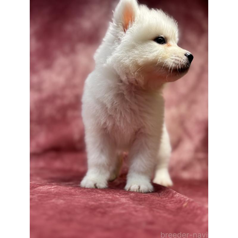 販売中の埼玉県のサモエド-456340の11枚目