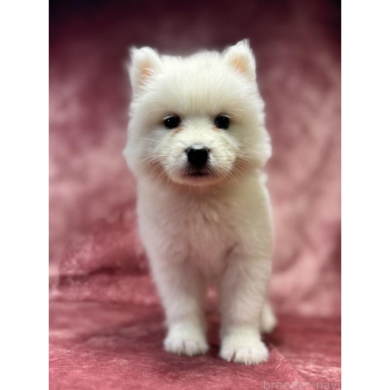 販売中の埼玉県のサモエド-456340の10枚目