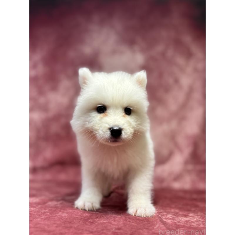 販売中の埼玉県のサモエド-456340の9枚目