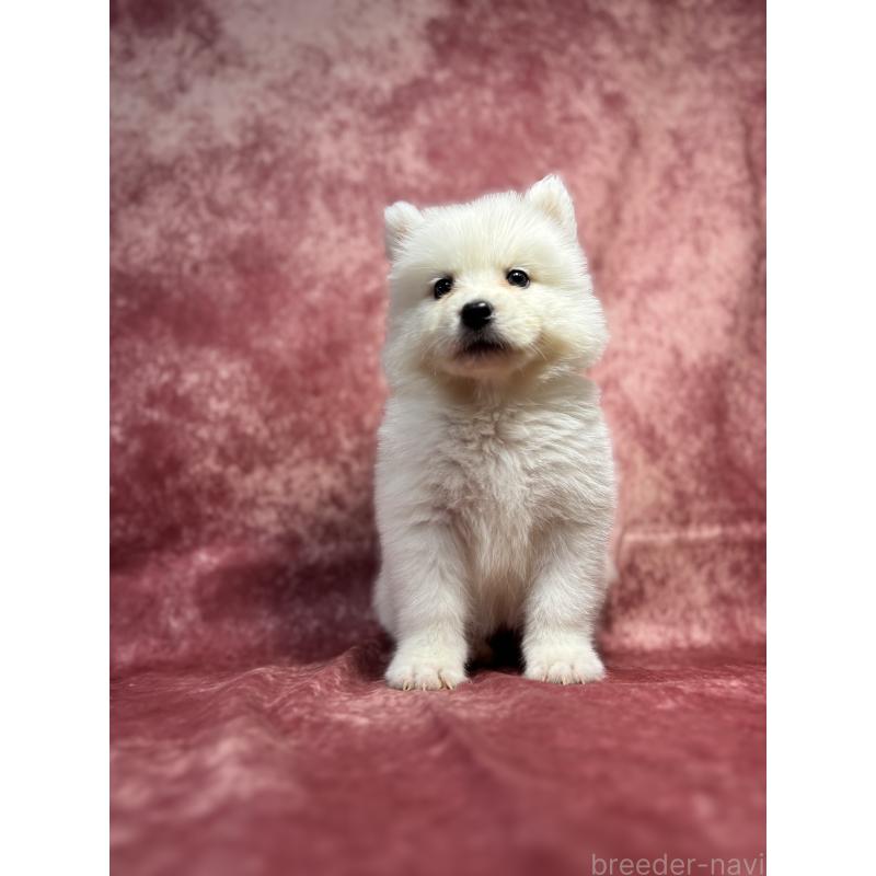 販売中の埼玉県のサモエド-456340の8枚目