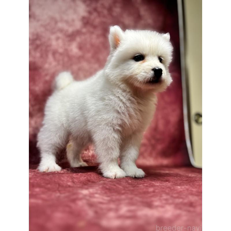 販売中の埼玉県のサモエド-456340の7枚目