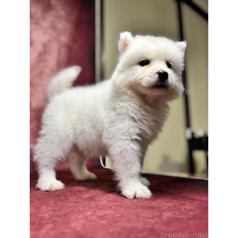 販売中の埼玉県のサモエド-456340の6枚目