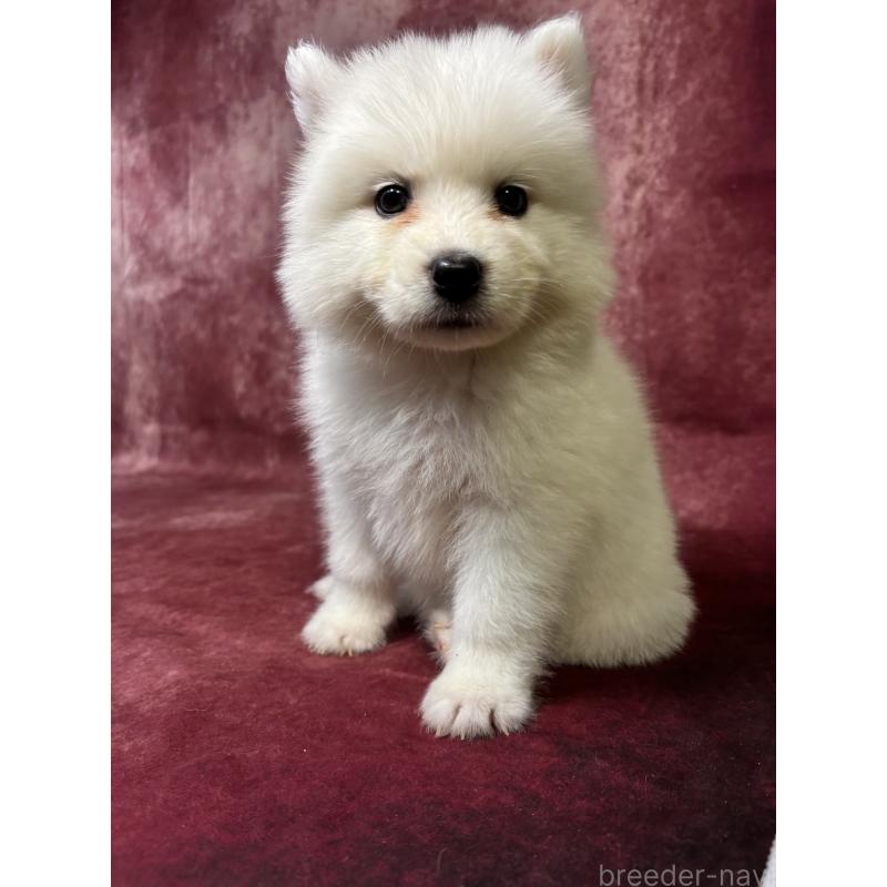 販売中の埼玉県のサモエド-456340の5枚目