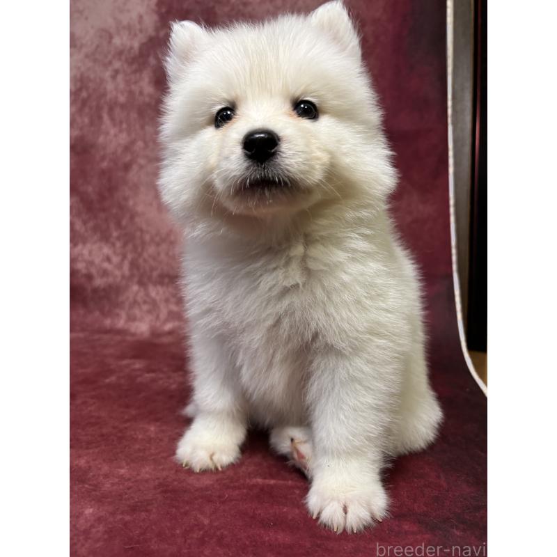 販売中の埼玉県のサモエド-456340の4枚目