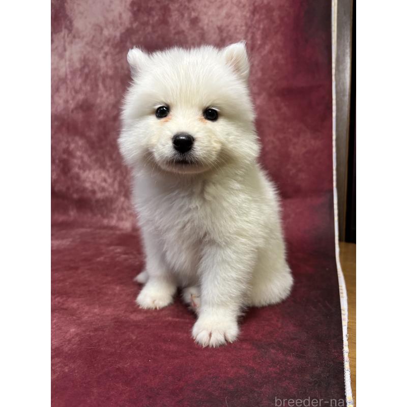 販売中の埼玉県のサモエド-456340の3枚目