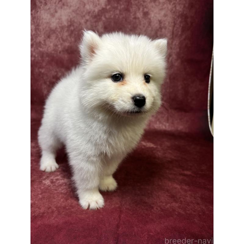 販売中の埼玉県のサモエド-456340の2枚目