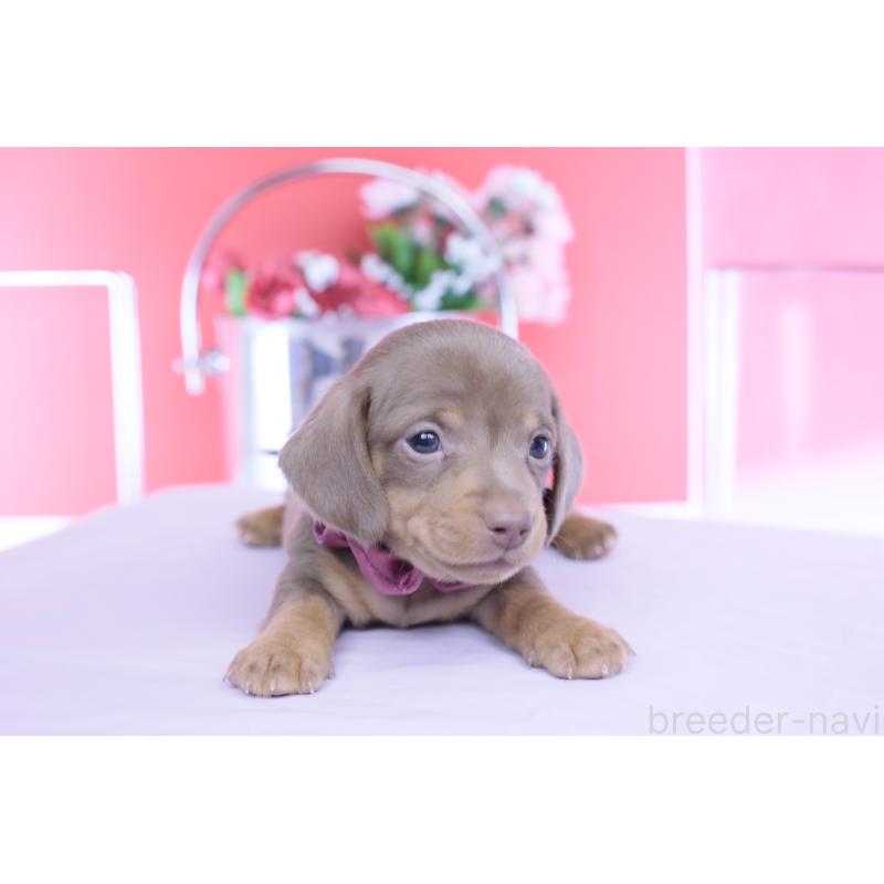 販売中の愛知県のカニンヘンダックスフンド(スムースヘアード)-456341の8枚目