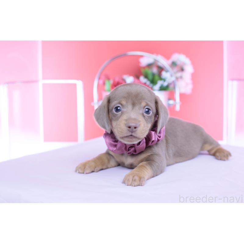 販売中の愛知県のカニンヘンダックスフンド(スムースヘアード)-456341の7枚目