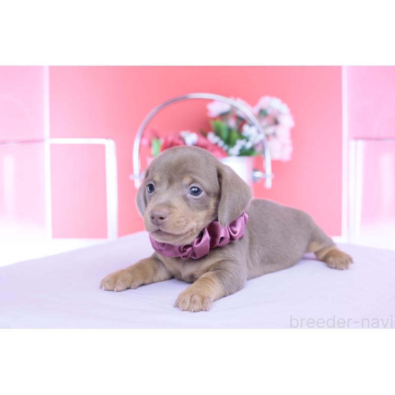 販売中の愛知県のカニンヘンダックスフンド(スムースヘアード)-456341の6枚目