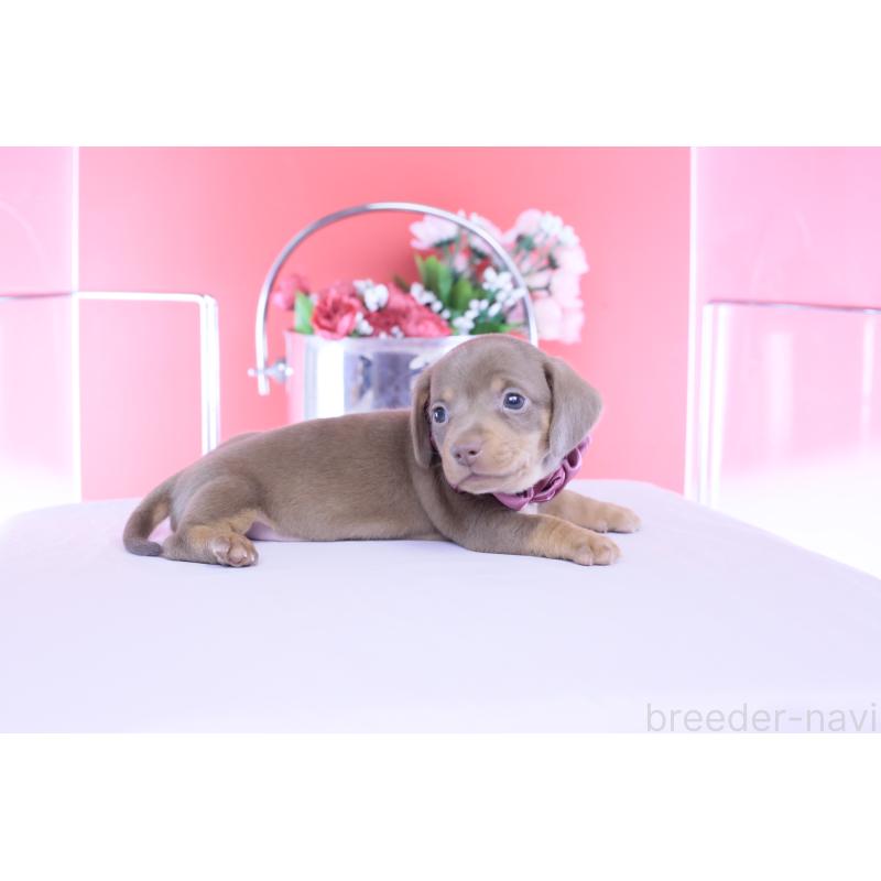 販売中の愛知県のカニンヘンダックスフンド(スムースヘアード)-456341の4枚目