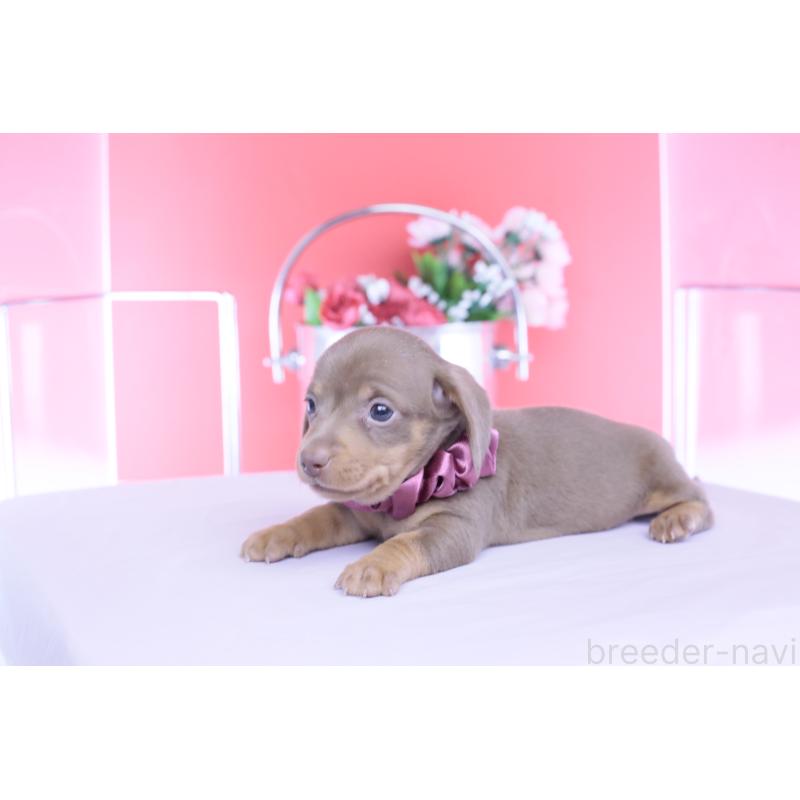 販売中の愛知県のカニンヘンダックスフンド(スムースヘアード)-456341の3枚目