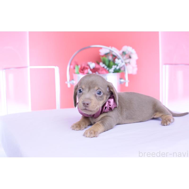 販売中の愛知県のカニンヘンダックスフンド(スムースヘアード)-456341の2枚目