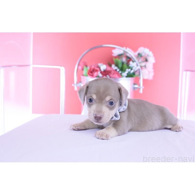 販売中の愛知県のカニンヘンダックスフンド(スムースヘアード)-456342の4枚目