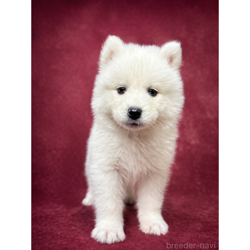 販売中の埼玉県のサモエド-456343の15枚目