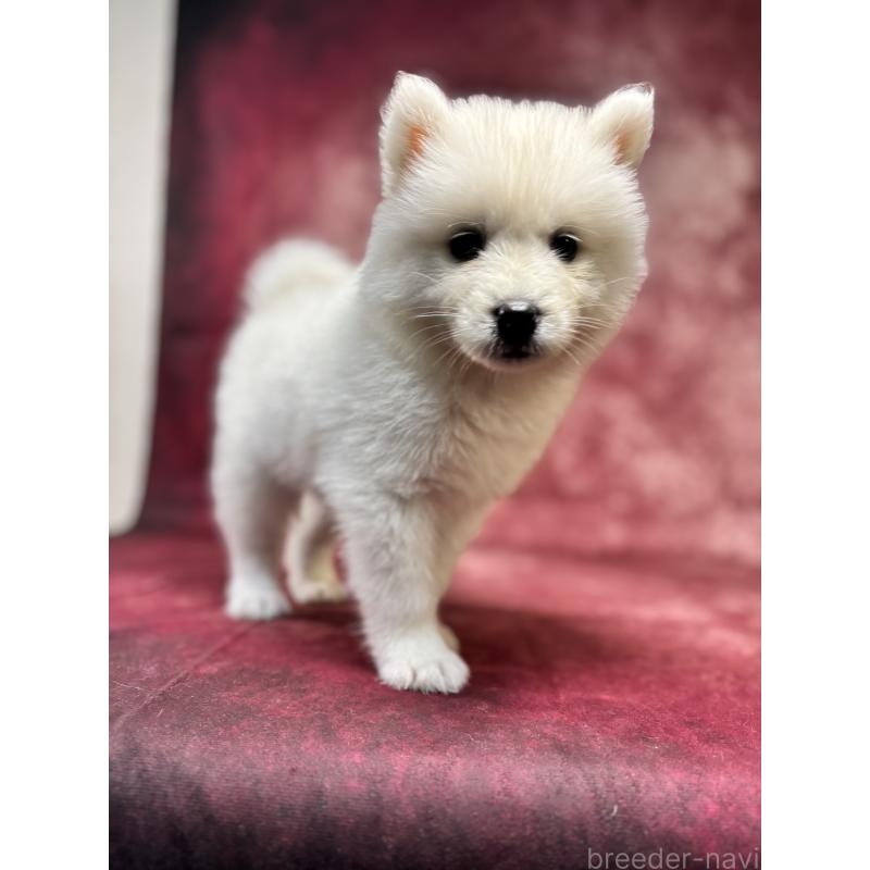 販売中の埼玉県のサモエド-456343の14枚目