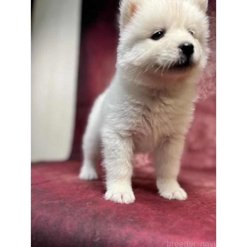 販売中の埼玉県のサモエド-456343の13枚目