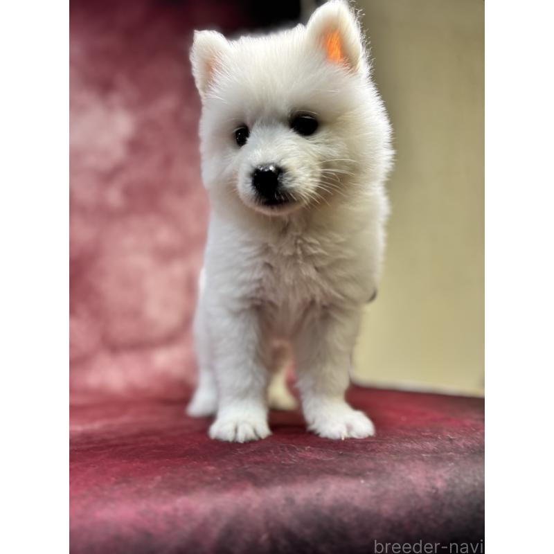 販売中の埼玉県のサモエド-456343の12枚目