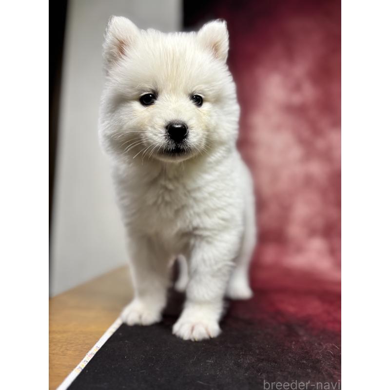 販売中の埼玉県のサモエド-456343の11枚目