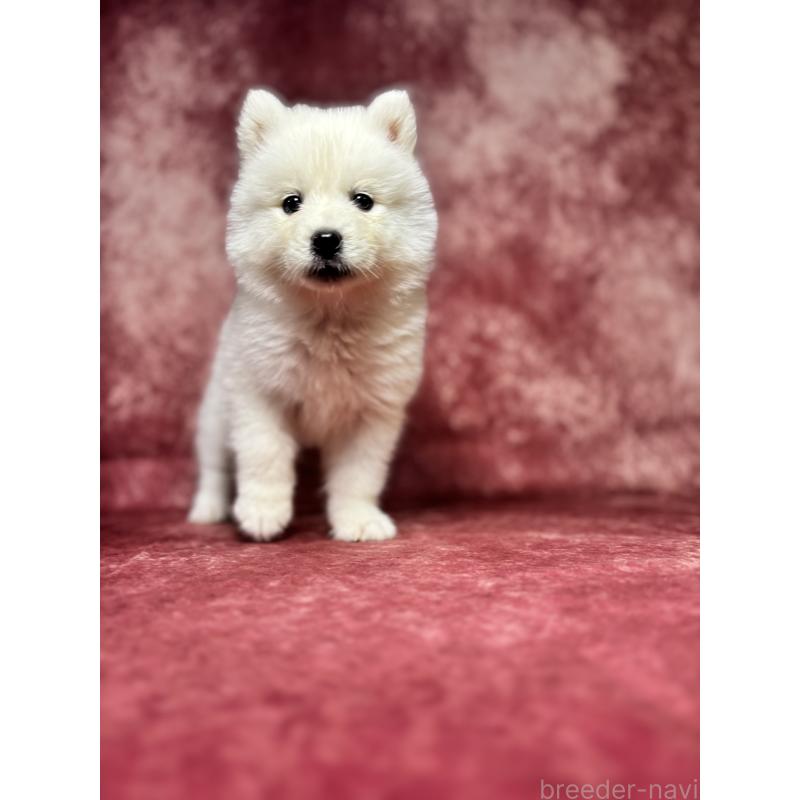 販売中の埼玉県のサモエド-456343の10枚目