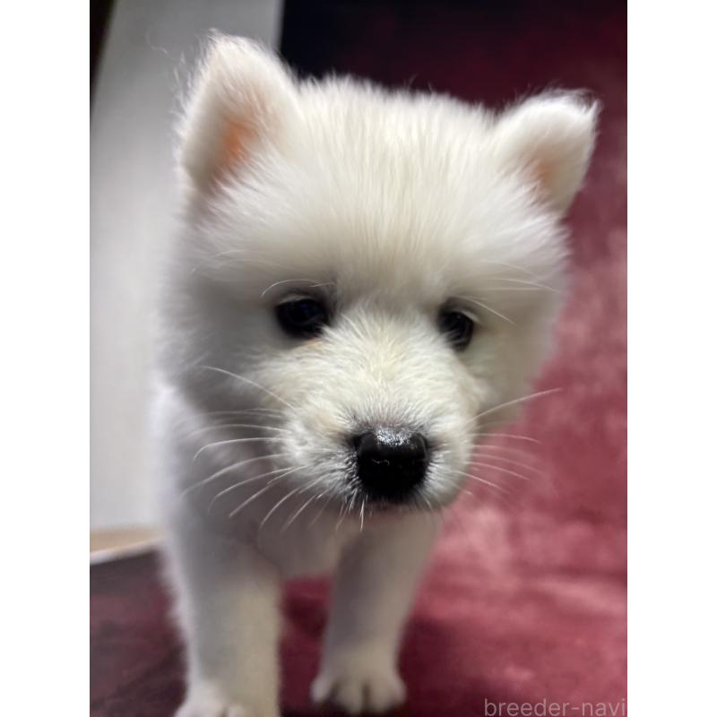 販売中の埼玉県のサモエド-456343の9枚目