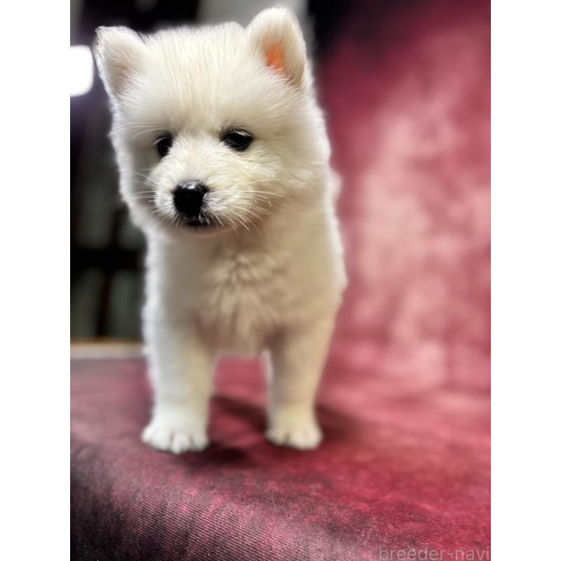 販売中の埼玉県のサモエド-456343の8枚目