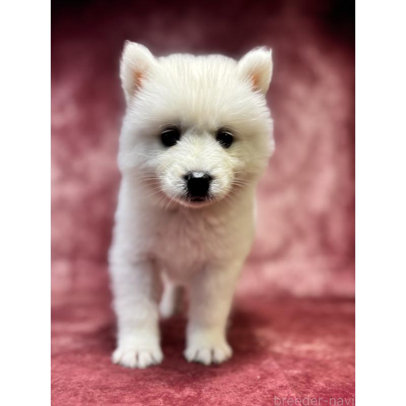 販売中の埼玉県のサモエド-456343の7枚目