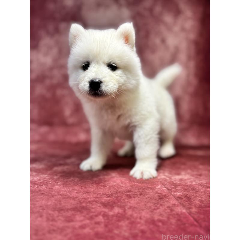 販売中の埼玉県のサモエド-456343の6枚目