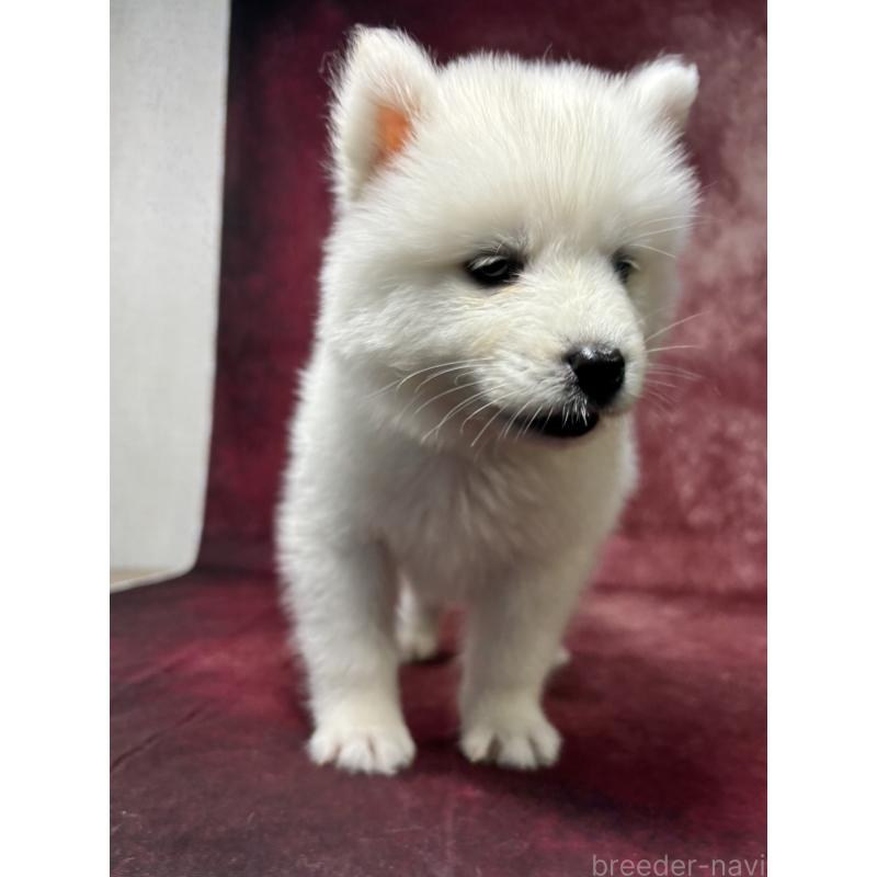 販売中の埼玉県のサモエド-456343の5枚目