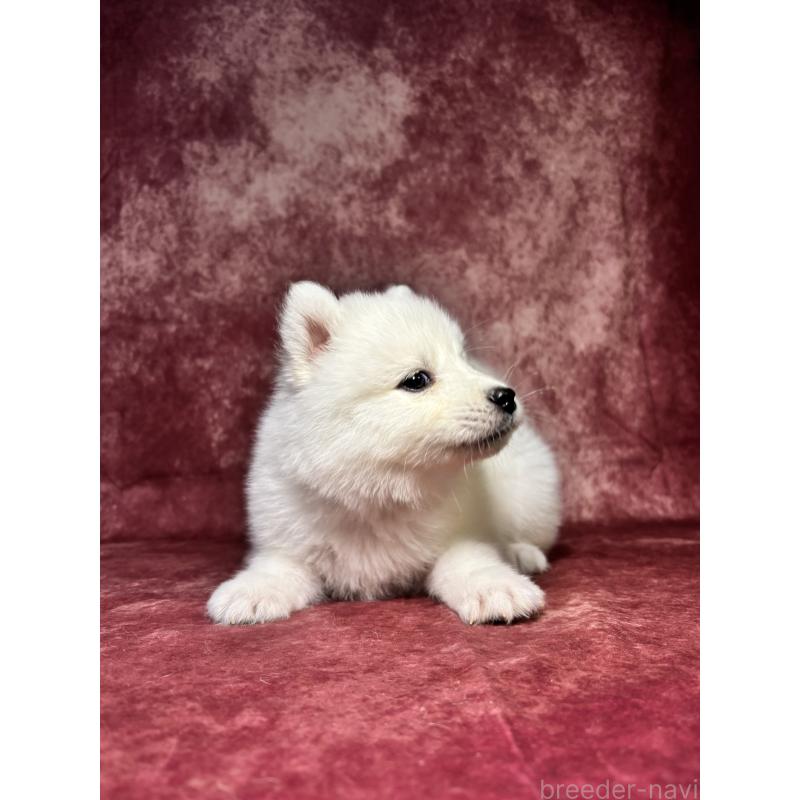 販売中の埼玉県のサモエド-456343の4枚目