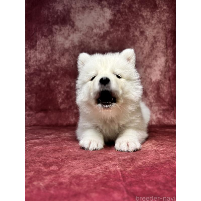 販売中の埼玉県のサモエド-456343の3枚目